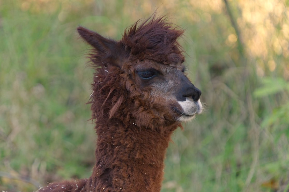 Alpaca 0929